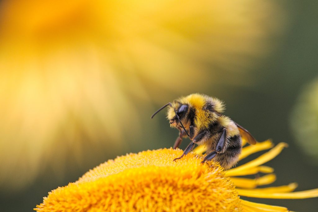 Qu'est-ce qu'une abeille solitaire et comment la reconnaître ? - Domaine  Apicole de Chezelles