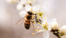 La durée de vie d'une abeille – Vis ma vie d'abeille