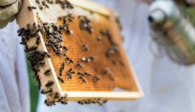 Tout savoir sur la ruche d'abeilles - Domaine Apicole de Chezelles